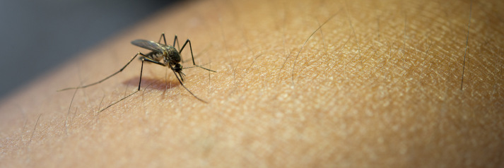Les solutions anti-moustiques
